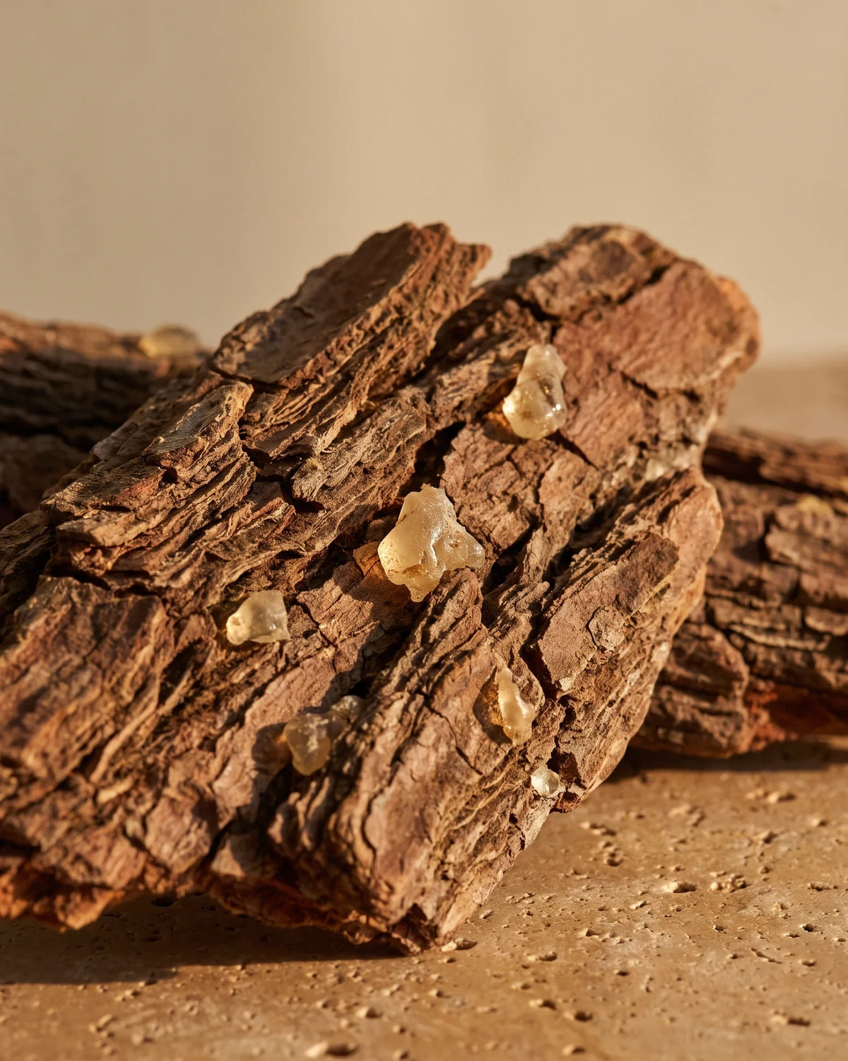 Corteza rugosa de copaíba con resina dorada endurecida bajo una luz cálida rasante: el aroma cálido y balsámico del aceite esencial puro de copaíba de Delune