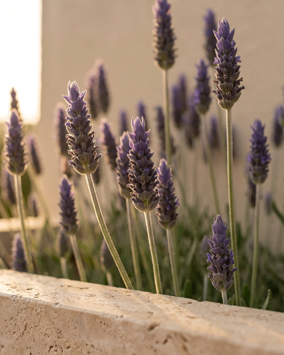 Tallos frescos de lavanda francesa, erguidos y a contraluz bajo un sol dorado: el aroma floral, dulce y fresco del Aceite esencial puro de lavanda (francesa) de Delune