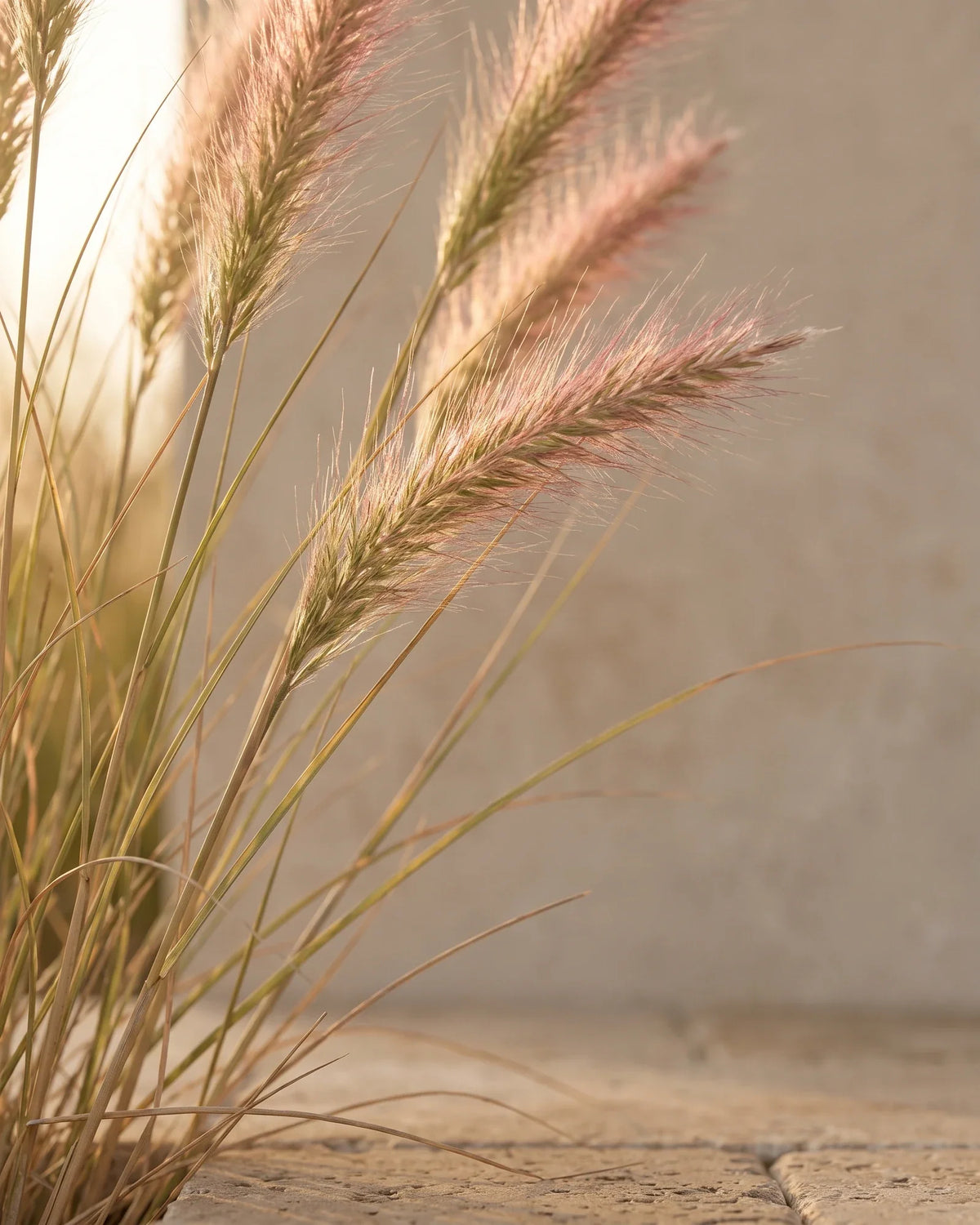 Espigas plumosas de palmarosa a contraluz bajo el cálido sol: el aroma suave y rosado del aceite esencial puro de palmarosa de Delune
