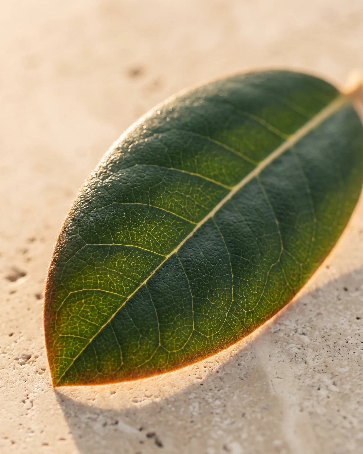 Una hoja de rododendro brillante a contraluz sobre travertino cálido: el aroma fresco, verde y balsámico del aceite esencial puro de hoja de rododendro Delune