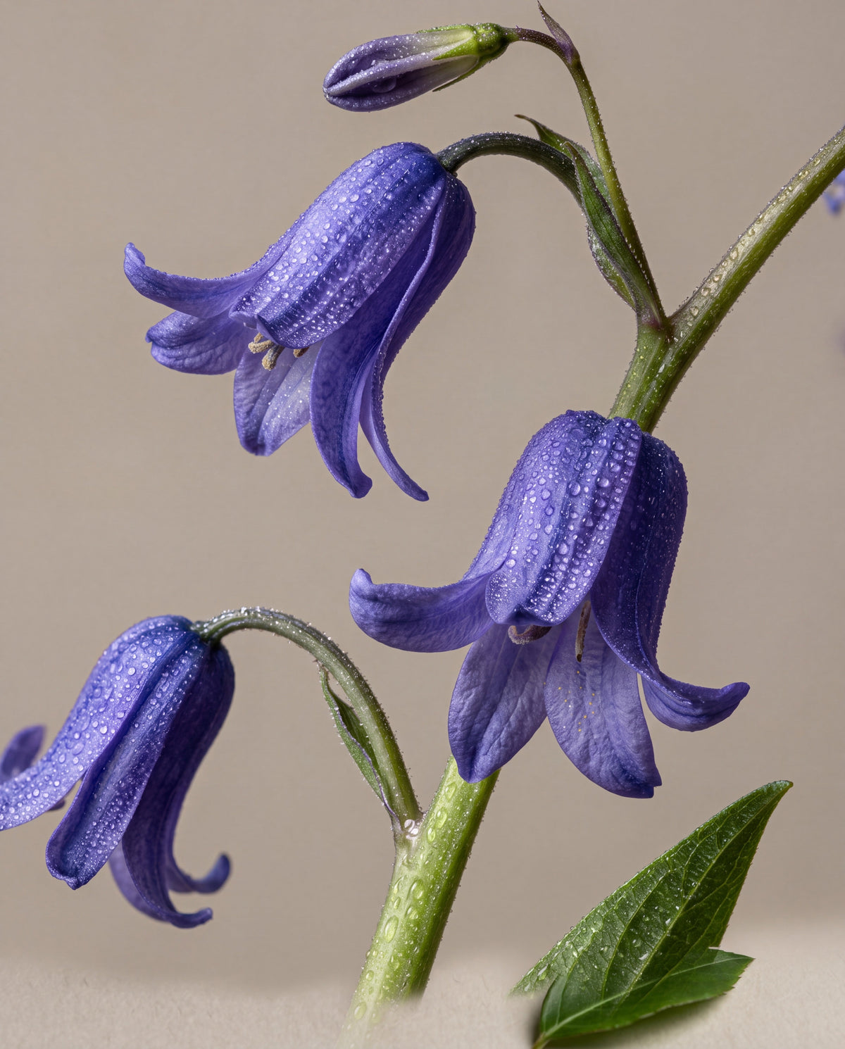Notas de Bluebell Woods: tallos arqueados de campanillas inglesas