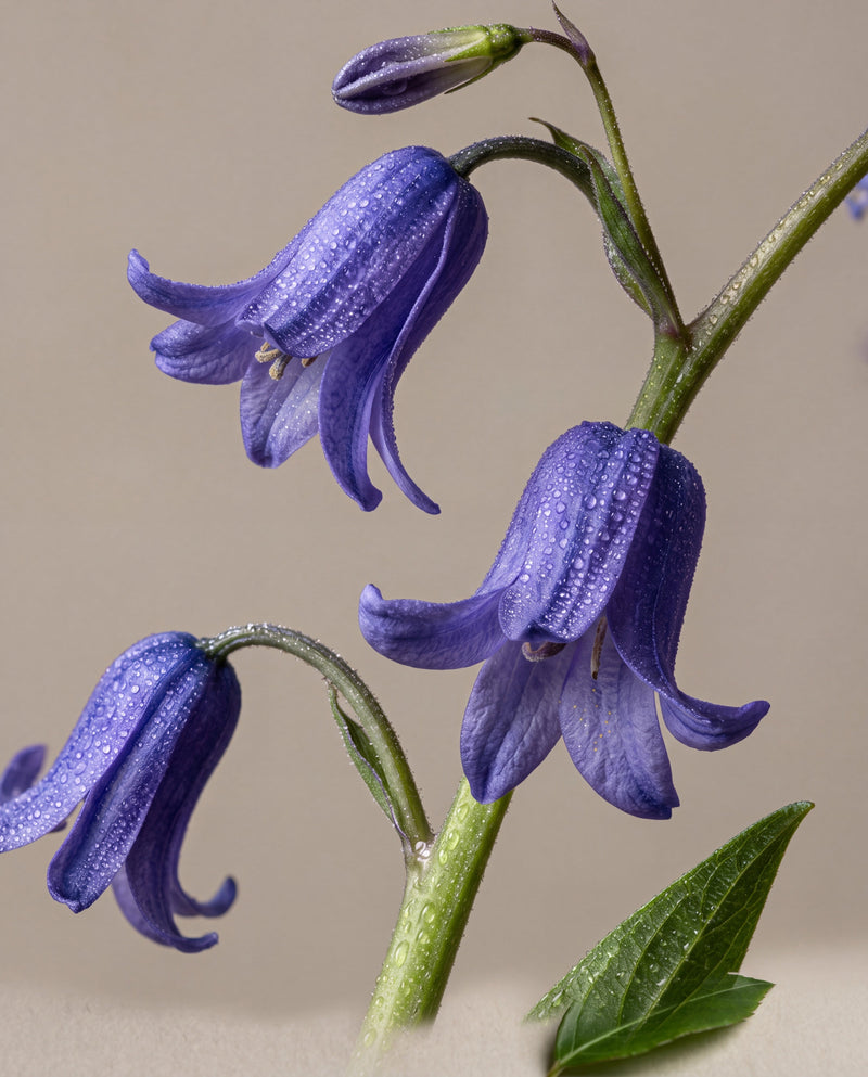 Notas de Bluebell Woods: tallos arqueados de campanillas inglesas