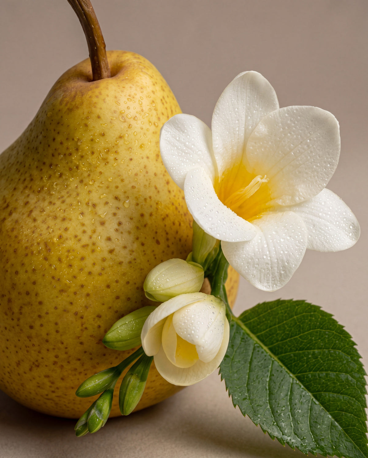 Notas de Pear & Freesia Bloom: una pera madura con flores de fresia blanca