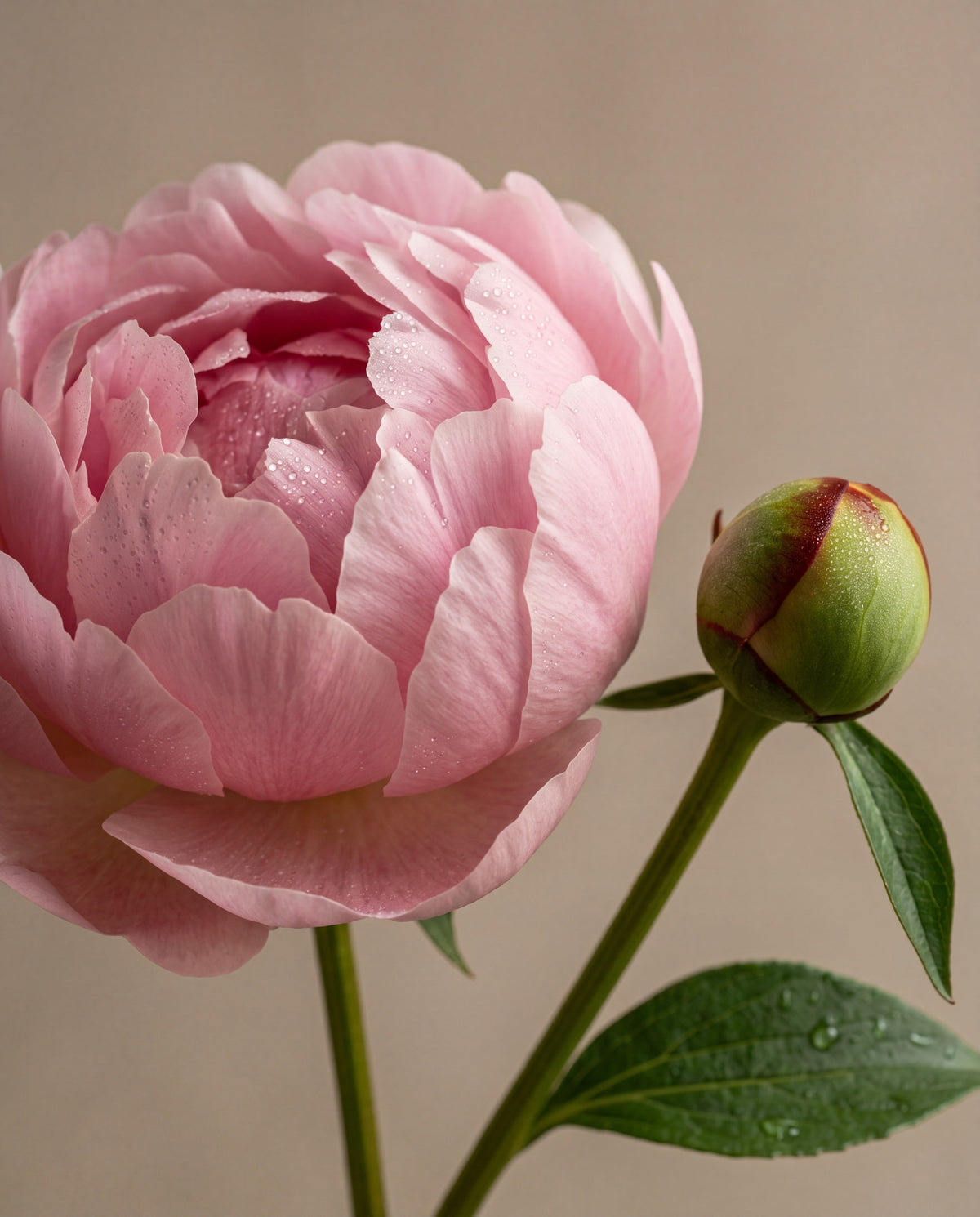 Notas de Blush Peony & Suede: una peonía rosa pálido en flor con un botón de peonía