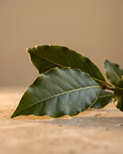 Glossy fresh bay laurel leaves in low warm light on travertine — the spicy, herbal scent of Delune Bay Laurel Pure Essential Oil