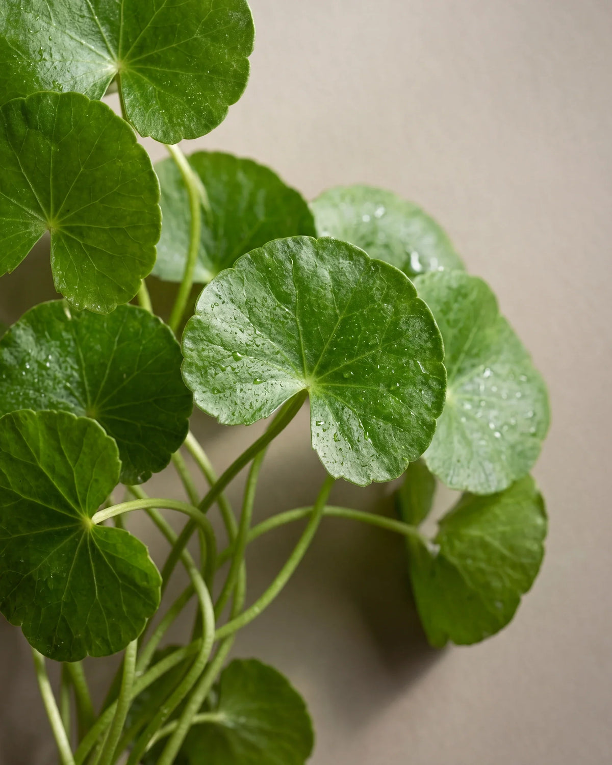 Bodegón botánico con el extracto para la piel Centella Asiatica de Delune
