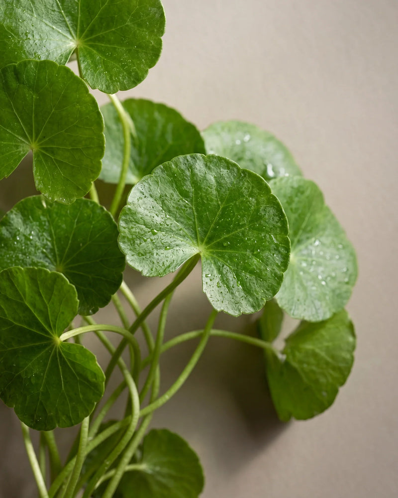 Bodegón botánico con el extracto para la piel Centella Asiatica de Delune
