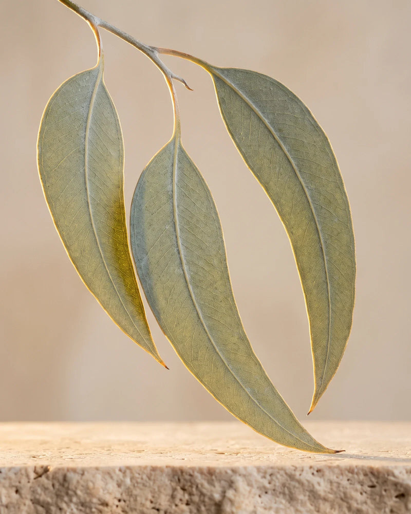 Una rama fresca de eucalipto con hojas verde salvia plateado, a contraluz bajo un sol cálido: el aroma limpio y refrescante del aceite esencial puro de eucalipto (Radiata) de Delune