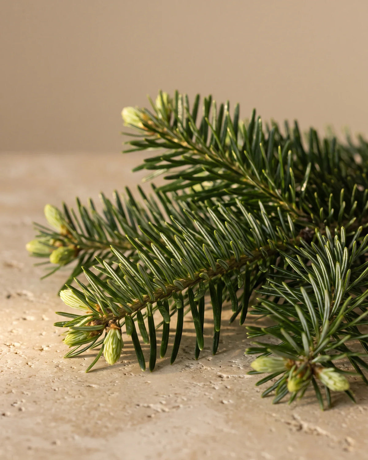 Puntas frescas de ramas de abeto con brotes nuevos y brillantes sobre travertino cálido: el aroma fresco y nítido a bosque del aceite esencial puro de agujas de abeto de Delune