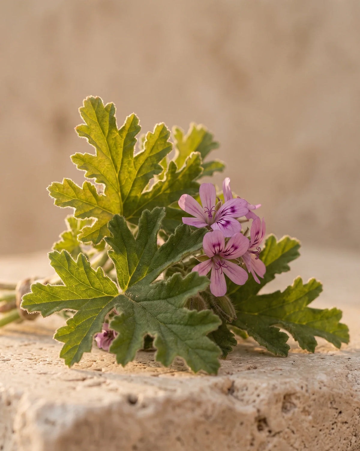 Hojas frescas de geranio rosa y delicadas flores rosas sobre travertino cálido: el aroma verde y con notas de rosa del aceite esencial puro de geranio de Delune
