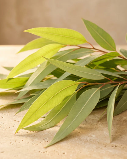 Hojas largas y estrechas de eucalipto limón que brillan a contraluz con una luz cálida: el aroma luminoso y alimonado del Aceite esencial puro de eucalipto limón de Delune