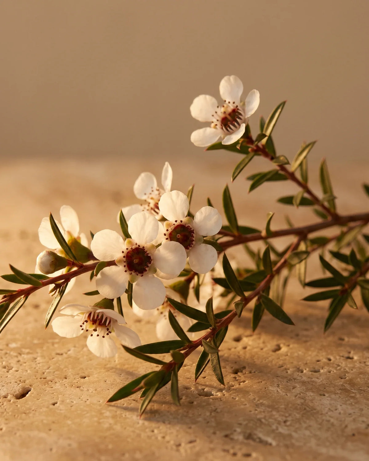 Ramita de mānuka en flor con diminutas flores blancas a contraluz cálido: el aroma herbal y meloso del aceite esencial puro de mānuka de Delune