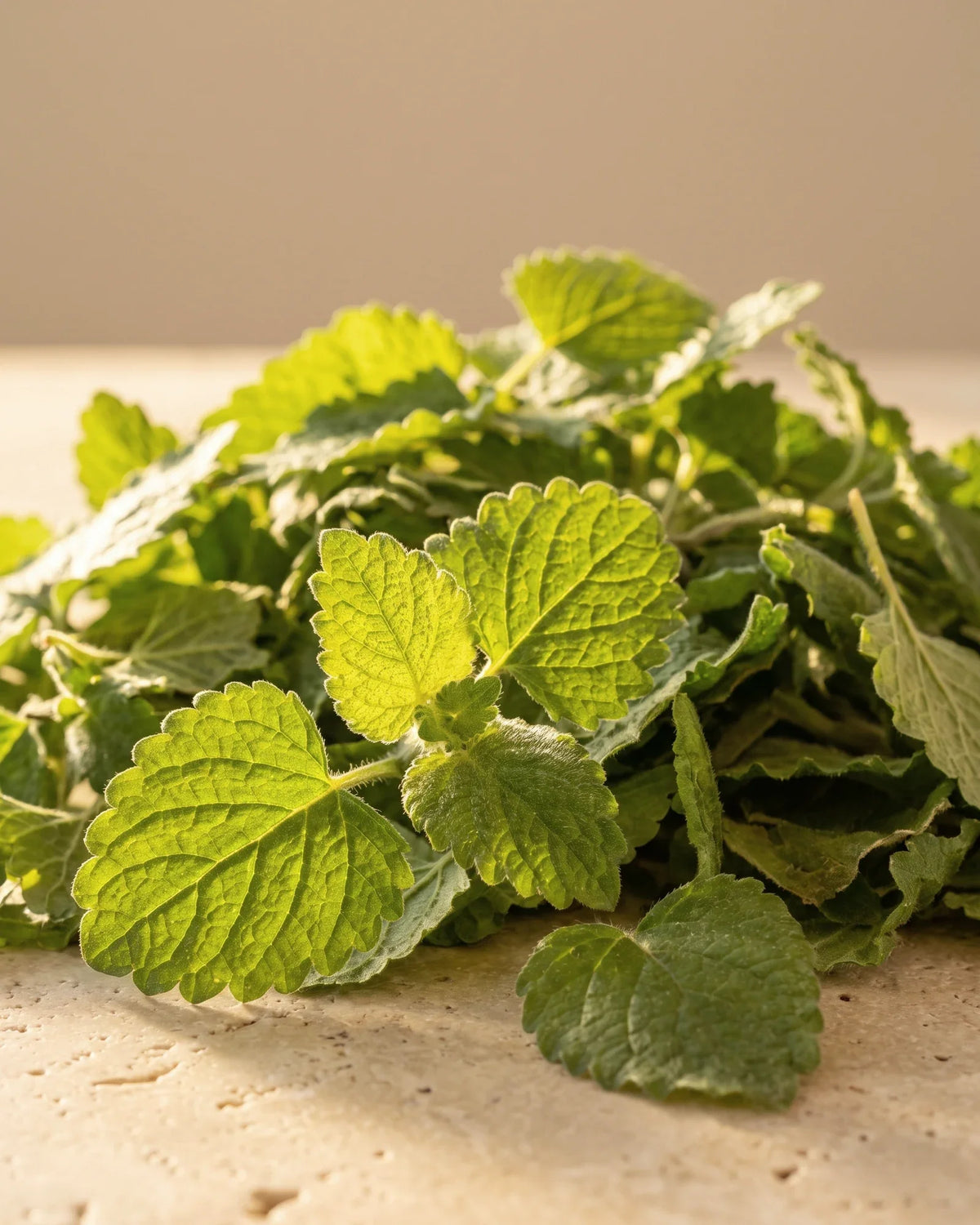 Hojas rugosas de melisa fresca iluminadas por la cálida luz del sol: el suave aroma alimonado del aceite esencial puro de melisa de Delune