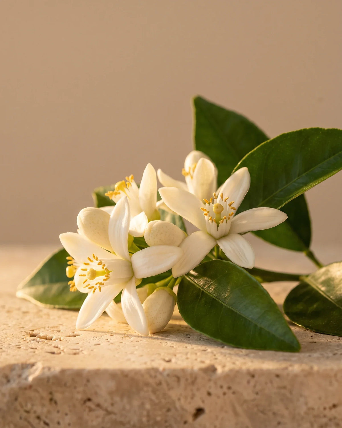 Azahar fresco y hojas brillantes bajo una luz cálida: el aroma floral y meloso del aceite esencial puro de neroli de Delune