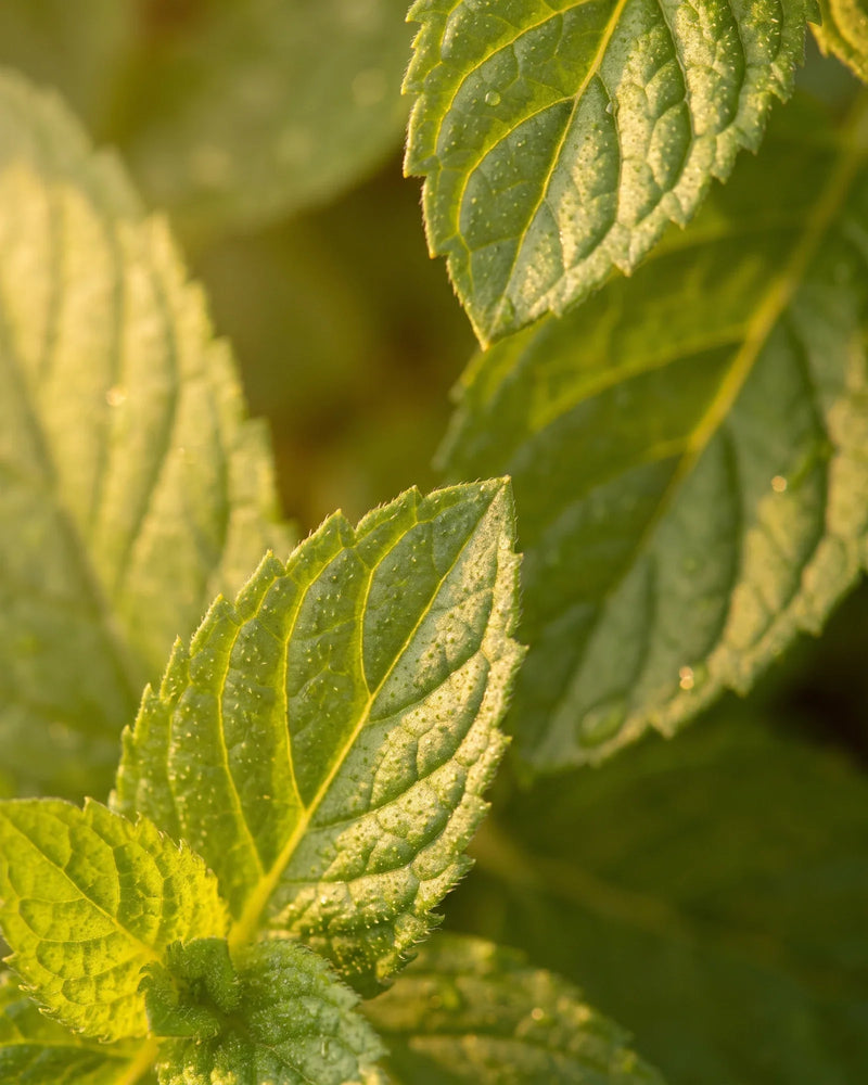 Primer plano de hojas frescas de menta con rocío de la mañana, a contraluz bajo el cálido sol: el aroma fresco y revitalizante del aceite esencial puro de menta de Delune