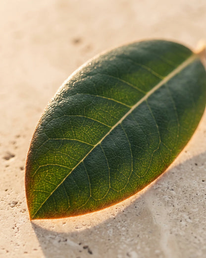 Una hoja de rododendro brillante a contraluz sobre travertino cálido: el aroma fresco, verde y balsámico del aceite esencial puro de hoja de rododendro Delune