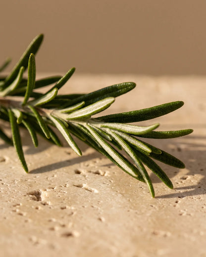 Una ramita fresca de romero bajo una luz de sol cálida y baja sobre travertino color hueso: el aroma herbal e intenso del aceite esencial puro de romero Delune
