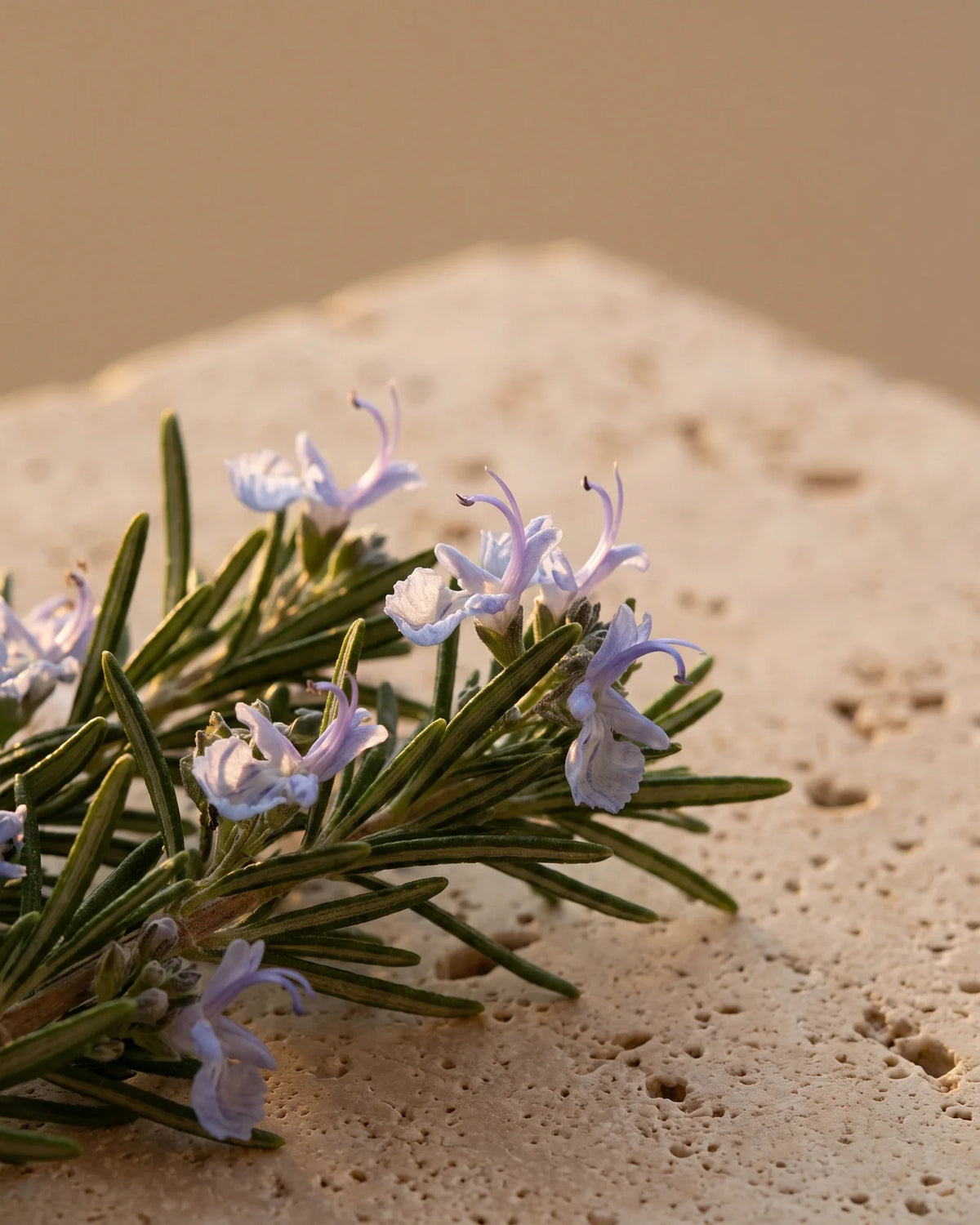 Ramitas de romero en flor con pequeñas flores azul violeta pálido y luz cálida: el aroma herbal y suave del aceite esencial puro de romero verbenona Delune