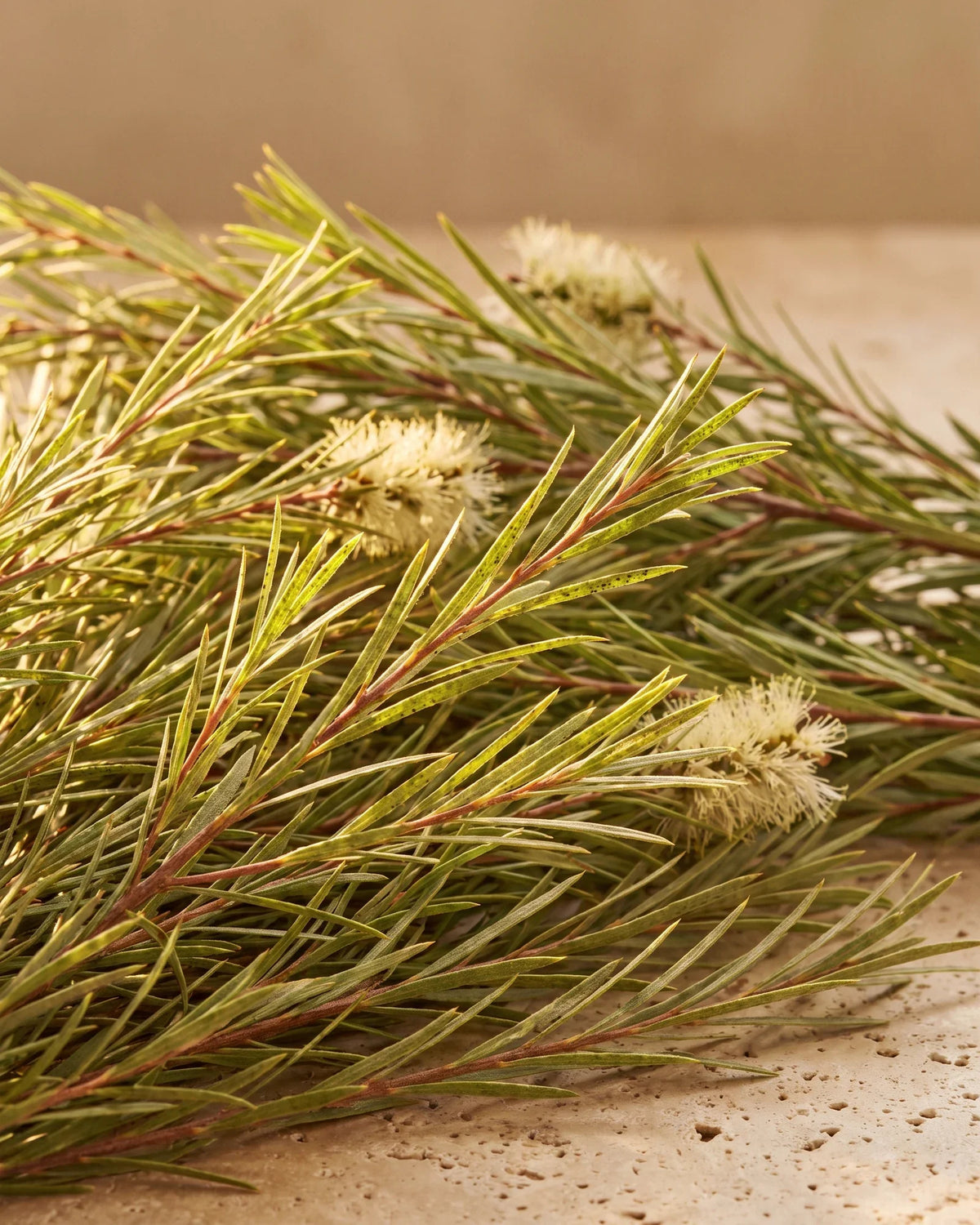 Ramas frescas de árbol de té (Melaleuca) con hojas finas como agujas y flores color crema sobre travertino cálido: el aroma limpio y herbal del aceite esencial puro de árbol de té de Delune