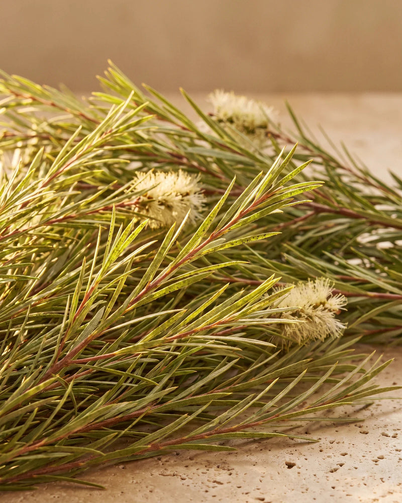 Ramas frescas de árbol de té (Melaleuca) con hojas finas como agujas y flores color crema sobre travertino cálido: el aroma limpio y herbal del aceite esencial puro de árbol de té de Delune