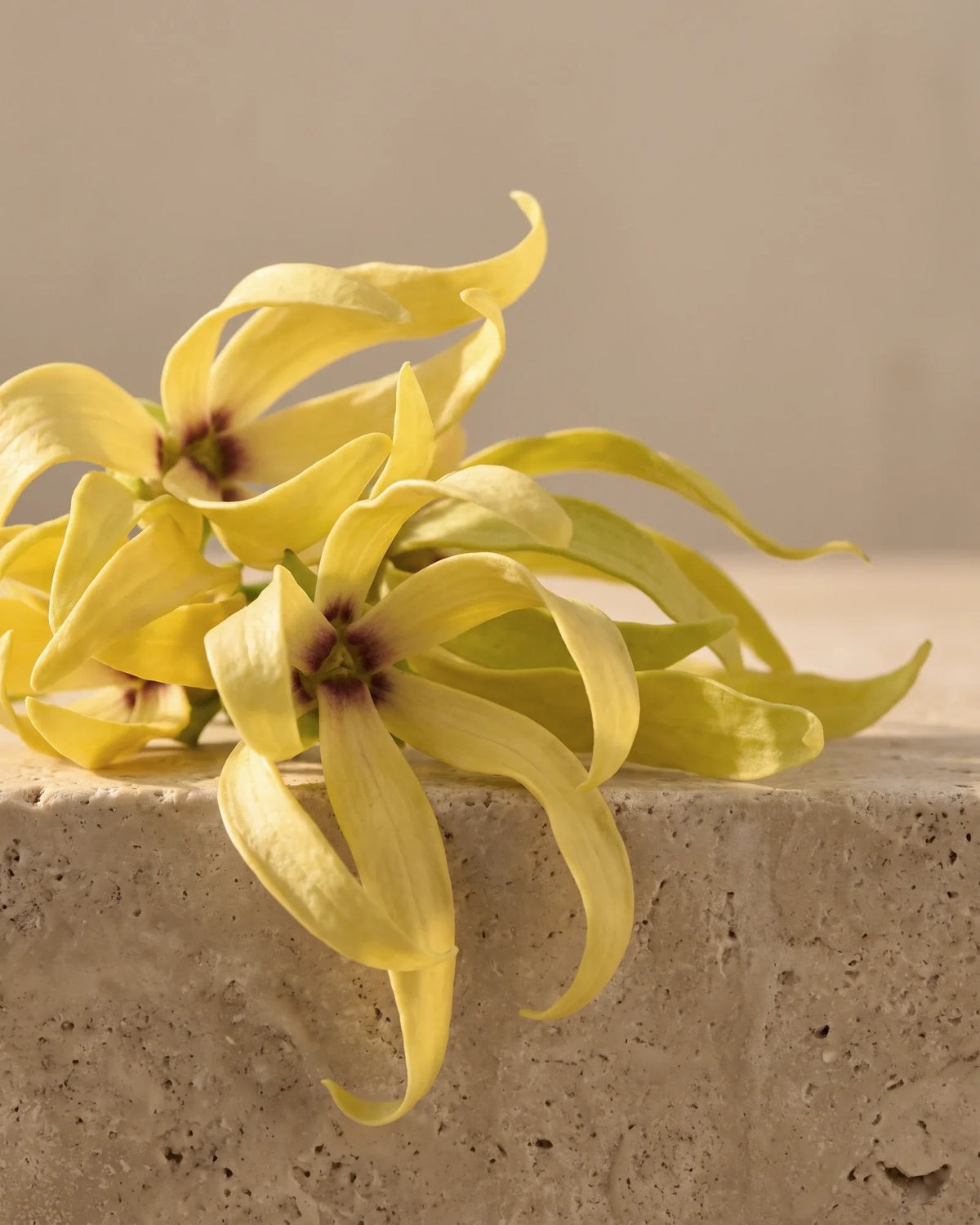 Flores frescas de ylang-ylang con largos pétalos amarillos y retorcidos sobre travertino cálido: el aroma floral, intenso y embriagador del aceite esencial puro de ylang-ylang de Delune