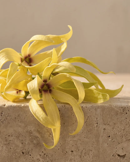 Flores frescas de ylang-ylang con largos pétalos amarillos y retorcidos sobre travertino cálido: el aroma floral, intenso y embriagador del aceite esencial puro de ylang-ylang de Delune