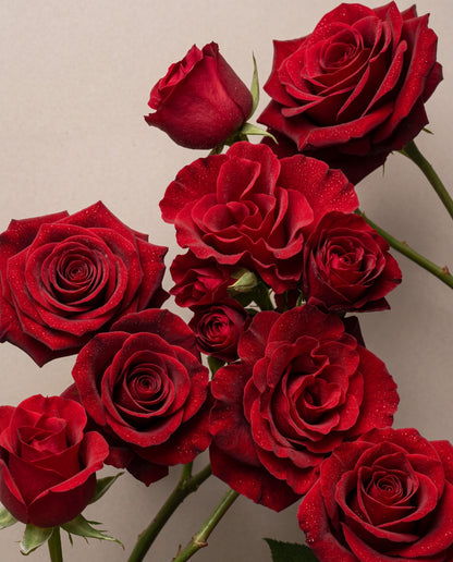Notas olfativas de Red, Red Rose: un ramillete de rosas rojas aterciopeladas