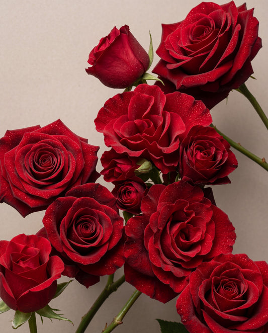 Notas aromáticas de Red, Red Rose: un ramillete de rosas rojas aterciopeladas
