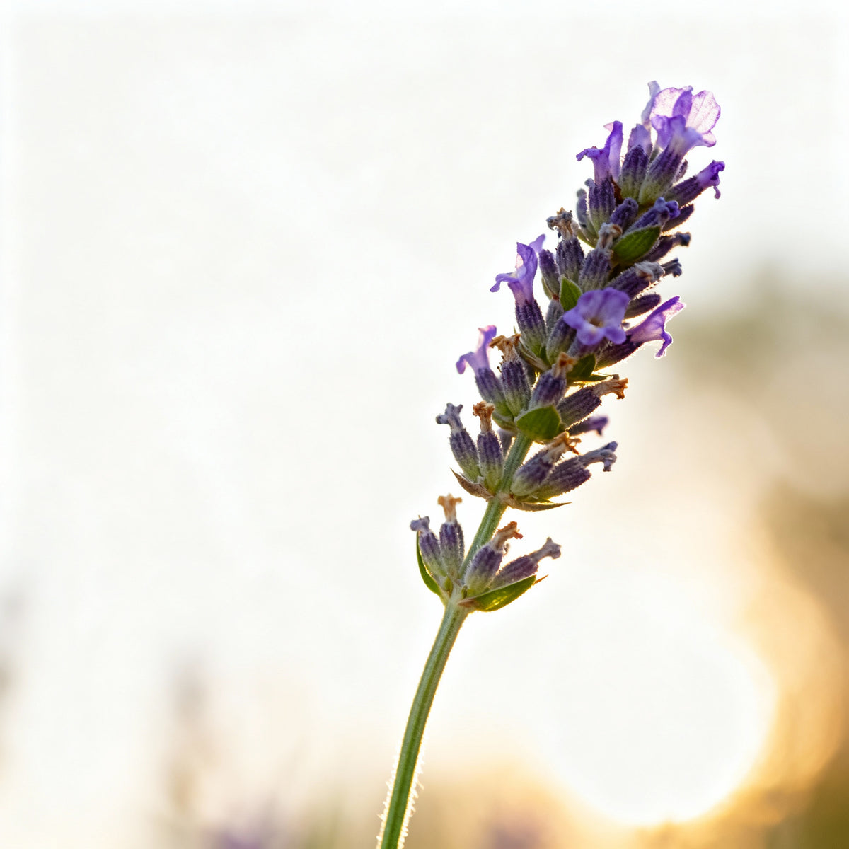 Active Serum Booster Jojoba + Lavender para poros obstruidos