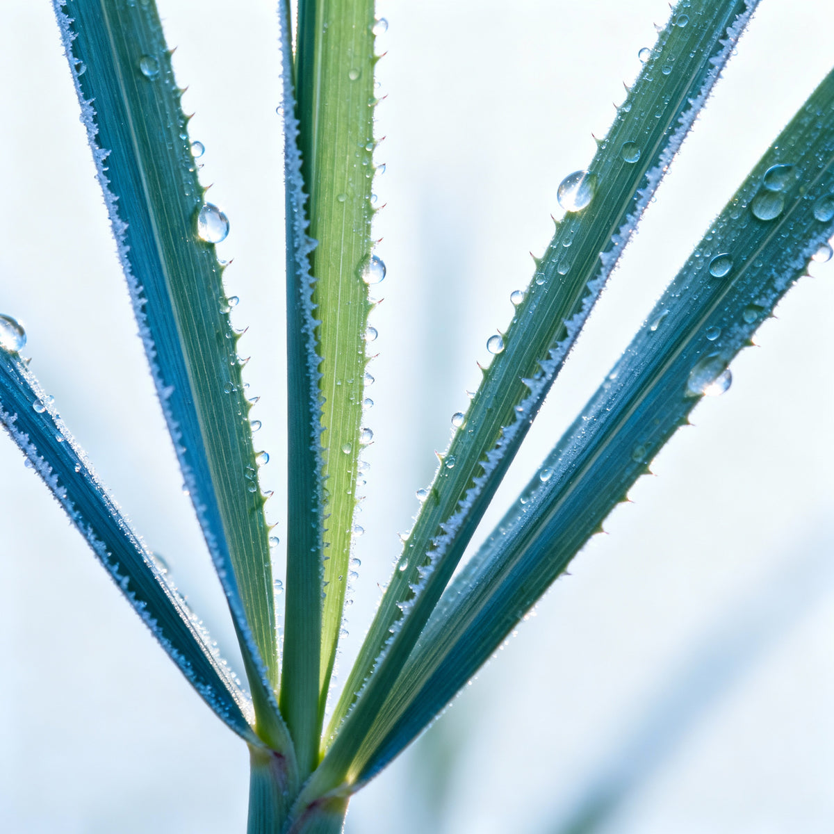 Green Tea + Lemongrass (Radiance) Active Serum Booster